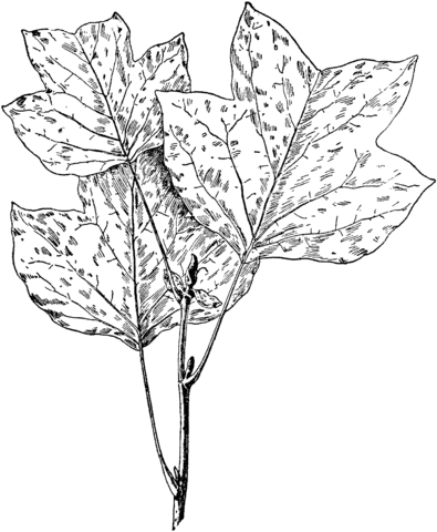 Tulip Tree Leaves Coloring Page